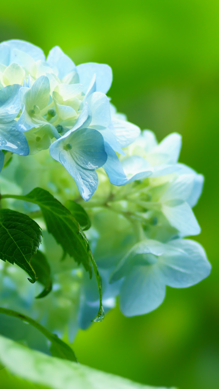 人気ダウンロード 紫陽花 アジサイ 壁紙 ただ素晴らしい花