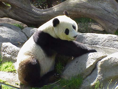 The image “http://us.i1.yimg.com/us.yimg.com/i/ligans/ecards/sam/panda.jpg” cannot be displayed, because it contains errors.