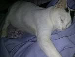kucing