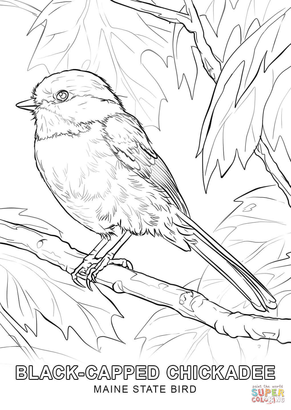 the Maine State Bird coloring pages
