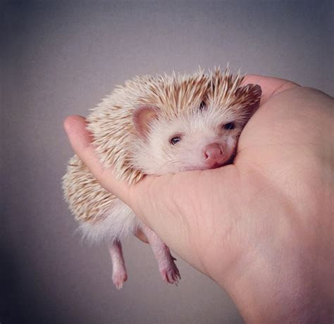 adorable pics  celebrate hedgehog day bored panda