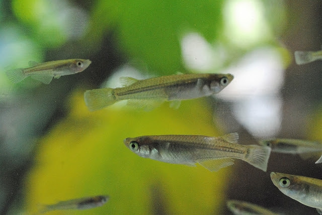 メダカの産卵 時期や注意点は レスキューライナー