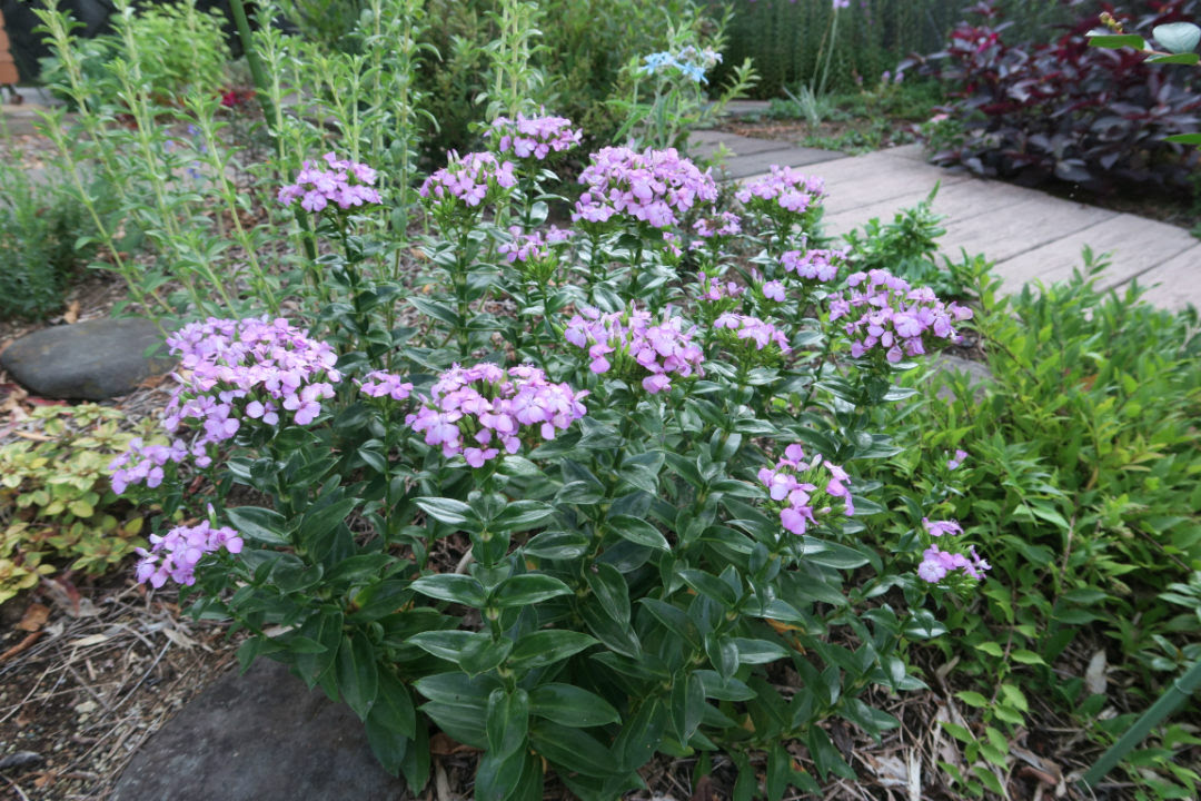 ハマナデシコ Greg S Garden