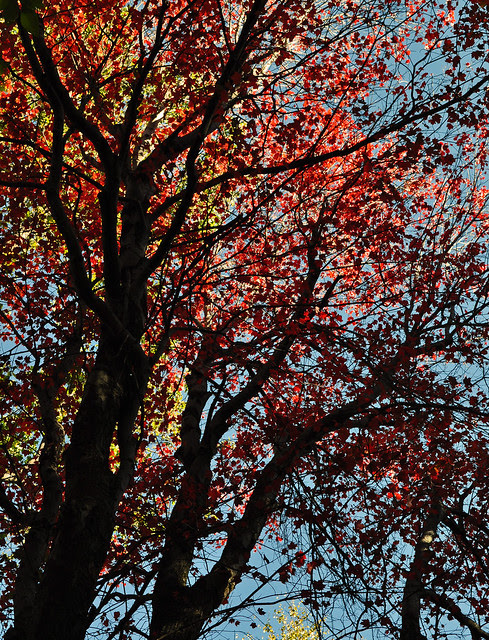 Red Maple