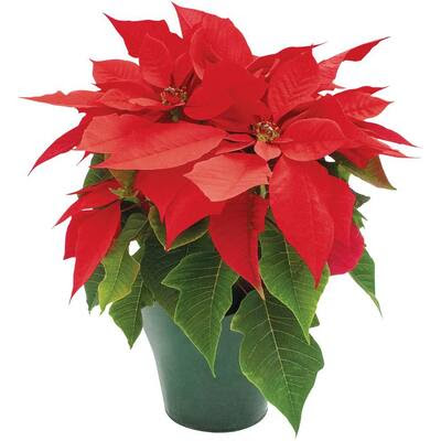 in. Live Poinsettia InStore Only4INP2013  The Home Depot