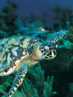 ウミガメ 熱帯魚 ウミガメswimming の待ち受け画像 壁紙 動物 パラダイス