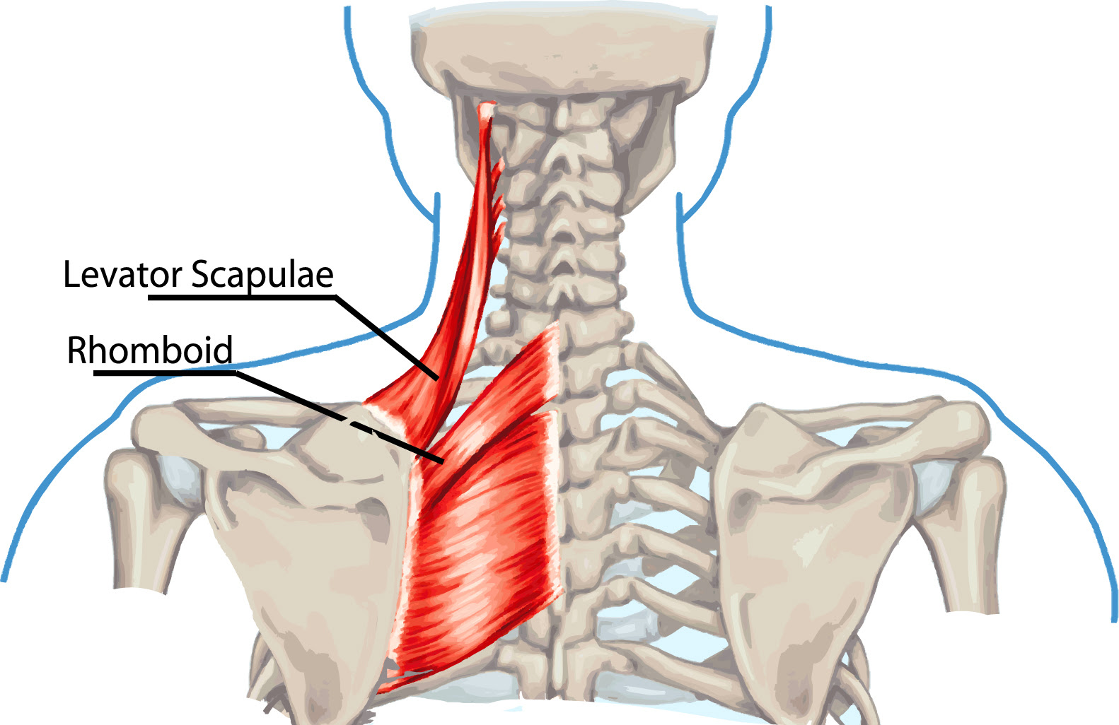 Neck and back of shoulder pain