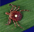 House dust mite - Wikipedia, the free encyclopedia