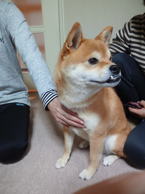 受け口の犬 Photo Sharing Photozou