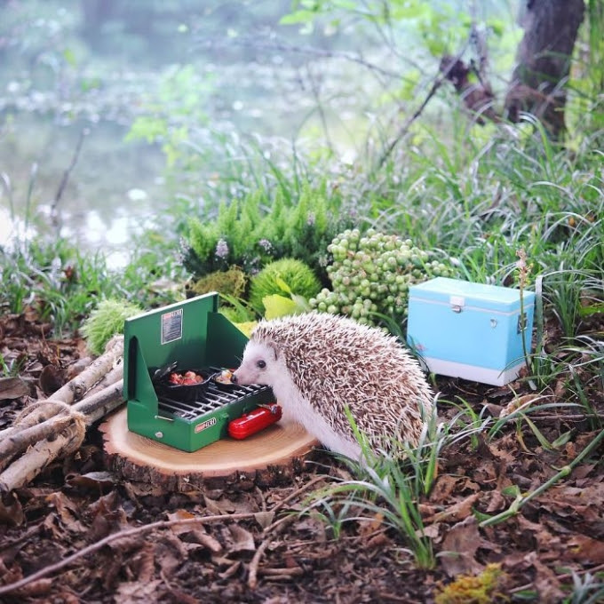 Chuyến picnic của chú nhím Nhật tí hon