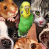 Pet Trivia Questions And Answers : Sustainable coastlines hawaii the ocean is a powerful force.