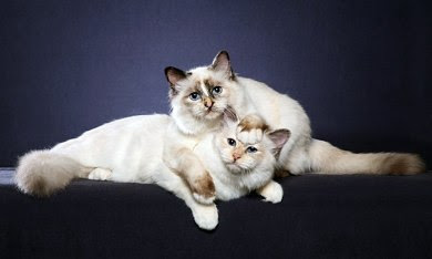 Birman kittens cats