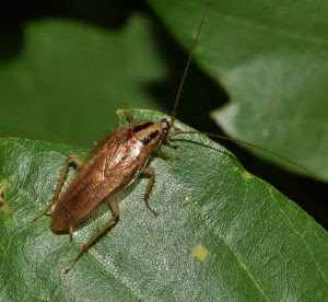 Les insectes dans nos maisons