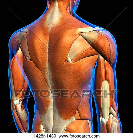 Stock Photography of Rear View of Male upper back muscles ...