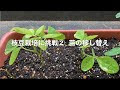 √1000以上 枝豆 苗 プランター 育て方 149069-枝豆 苗 プランター 育て方