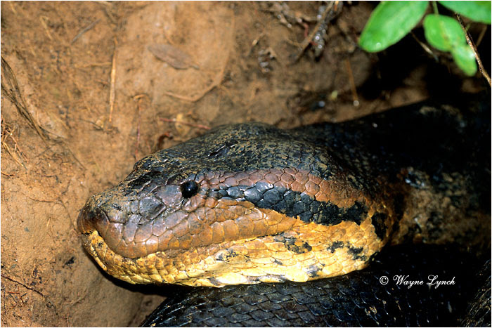 Giant Anaconda 02 Giant Anaconda