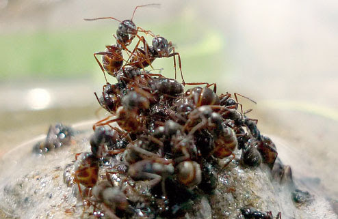Saat ada genangan air, semut pekerja menggunakan remah-remah roti sebagai rakit untuk menyelamatkan ratu semut dari tenggelam.