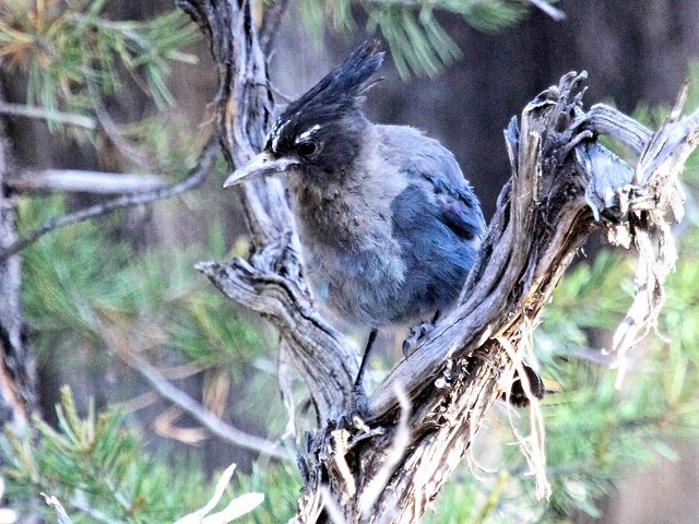 Steller's Jay 20130620