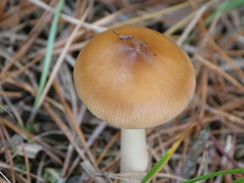 Tawney Grisette (Amanita fulva) by Peter Orchard