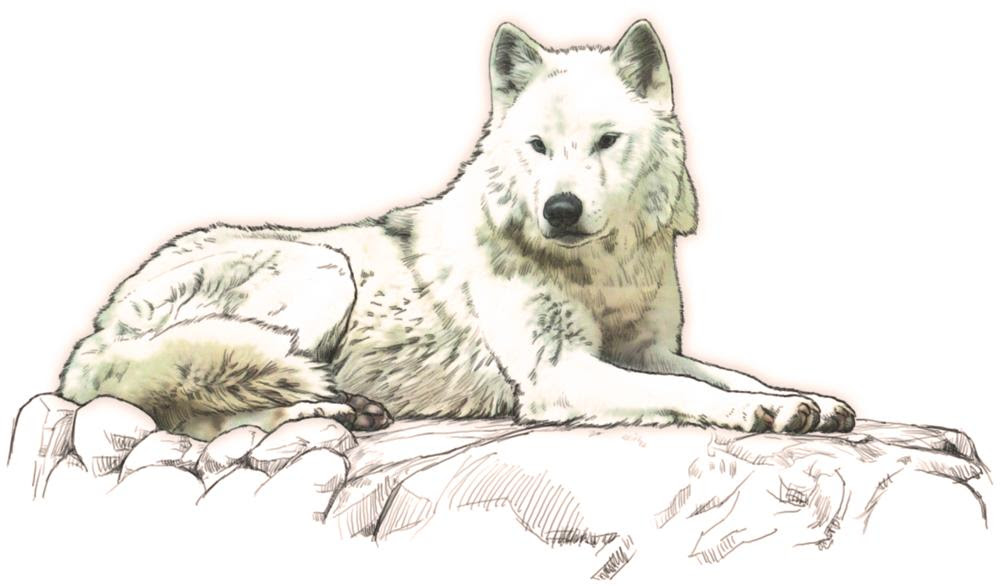 狼 オオカミ イラスト素材 Kmsys戌年賀状イラスト素材集