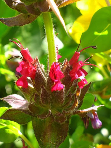 Salvia spathacea
