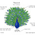 Body Parts Diagram With Names : Parts Of The Body Stock Images - Image: 21767394 : Exercises to practice/reinforce the use of the verb to have in the affirmative, negative and interrogative with the parts of the body and.