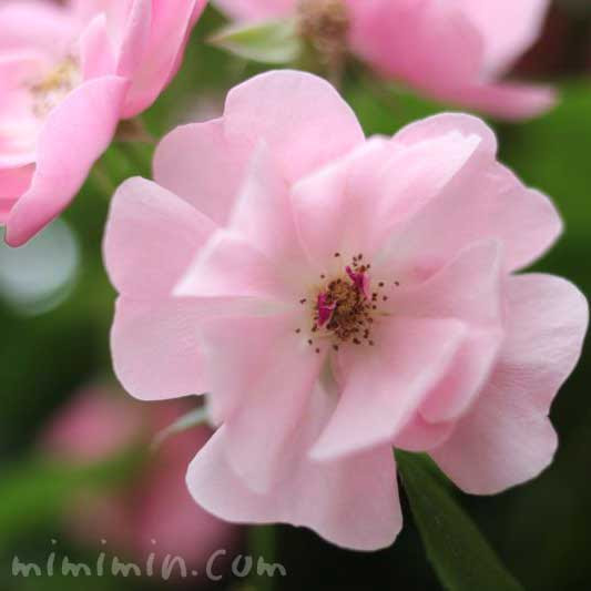 つるバラの花言葉 誕生花 みみみんブログ