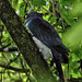 New Zealand Pigeon
