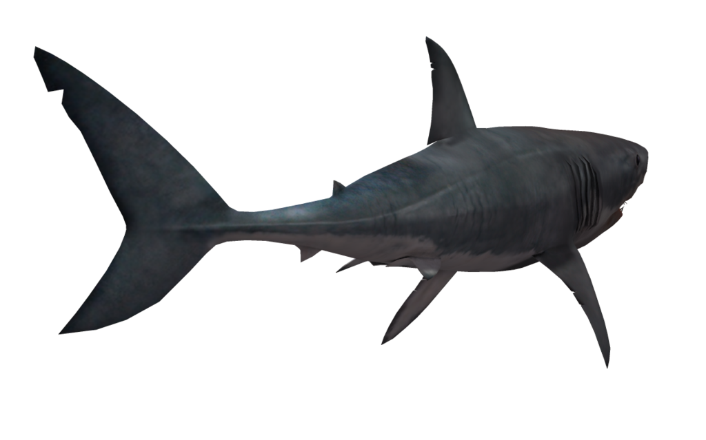 Free Free 265 Shark Tail Svg SVG PNG EPS DXF File