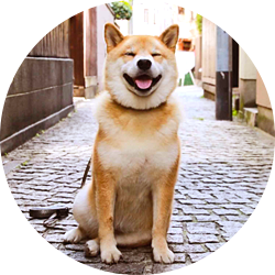 柴犬まる 笑う門にはまるきたる