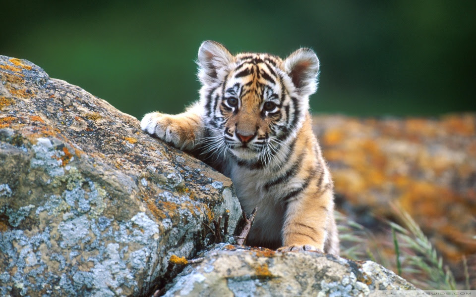 wallpaper tiger cub. Tiger Cub | FREE Wallpaper