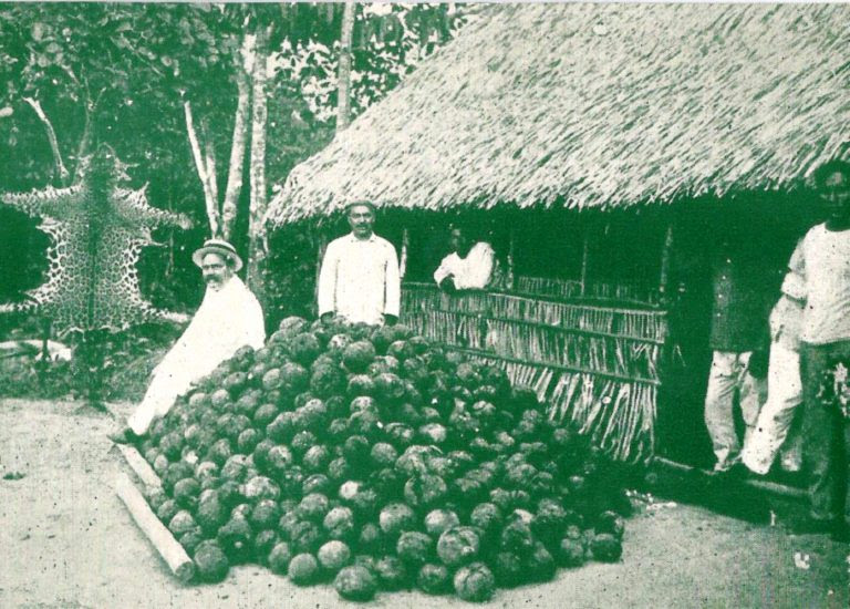 Frutos (ouriços) da castanheira coletados na floresta amazônica