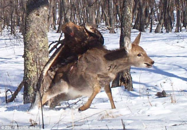 Swoop: This golden eagle soars in and sinks its claws into a Sika deer