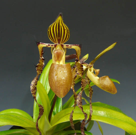 パフィオペディラム サンデリアナム Br Paph Sanderianum 花なし株 Smtb Tk 苗 パフィオペディラム パフィオペディラム原種 胡蝶蘭 洋蘭苗ギフト専門店 洋蘭 Bizスズキラン園