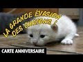 √ Télécharger l'image carte anniversaire chaton 595928-Carte anniversaire chaton a imprimer
