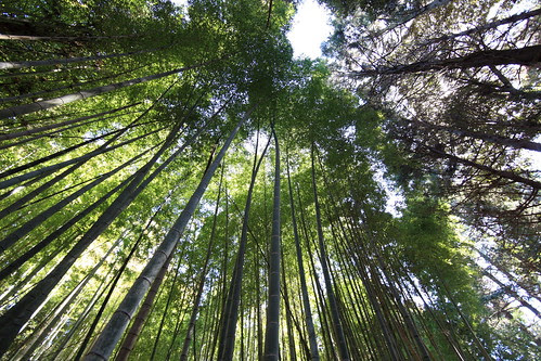 Bamboo / 竹林(ちくりん)