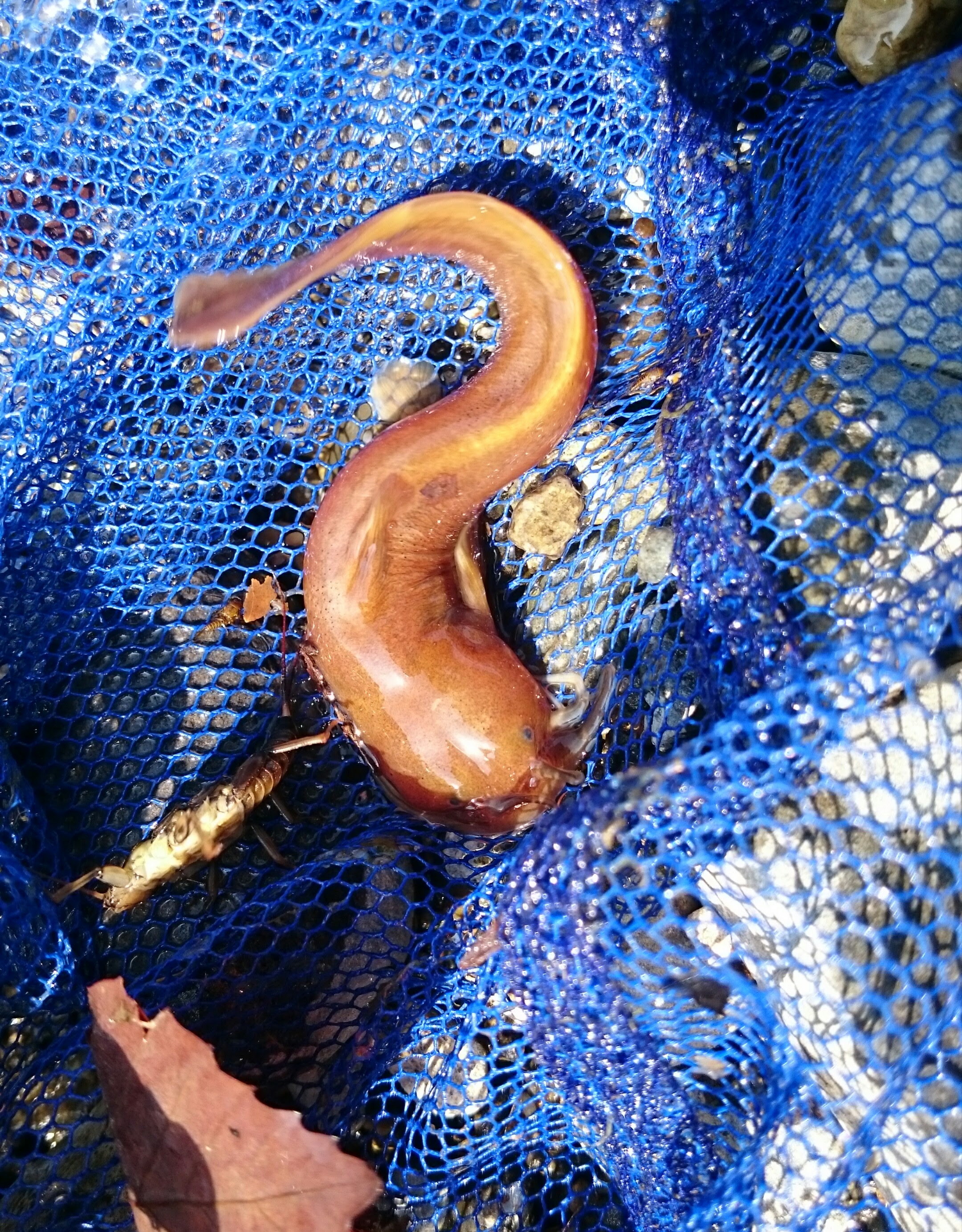 お魚採集記録あきる野市秋川 アカザ編 野山を駆け巡る学生日記 昆虫 お魚採集記