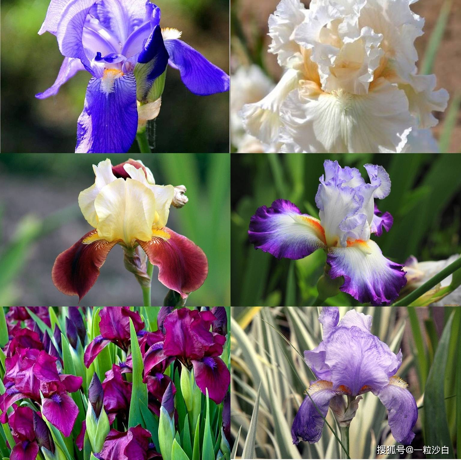 6月10日生日花 黄色鸢尾花 花语 胜利 Iris
