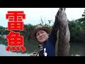 [最も人気のある！] 雷魚 ��り シーズン 315350-雷魚 釣��� シーズン
