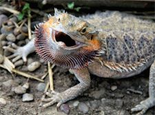 Bartagame - Bartagame