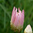 annie-flowergarden's items