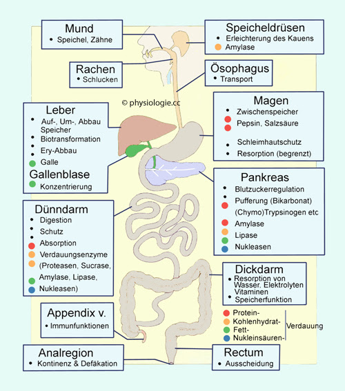 Physiologie Funktionen Dunndarm