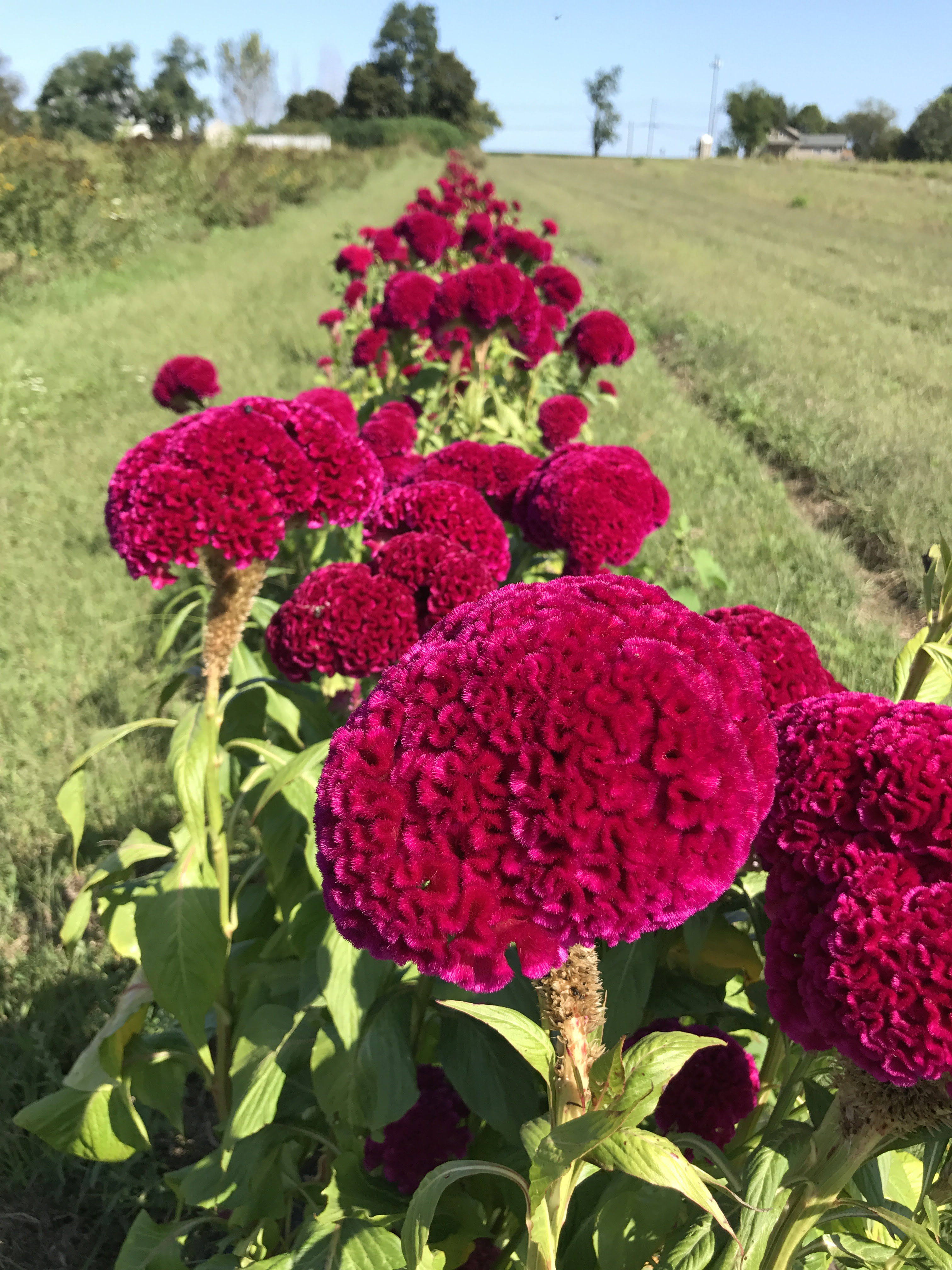 A M Growers Central Pennsylvania Wholesale Florist Floral Designs Wreath Bases Dried Flowers Gift Baskets Fundraisers Herbs Free Samples Christmas Design