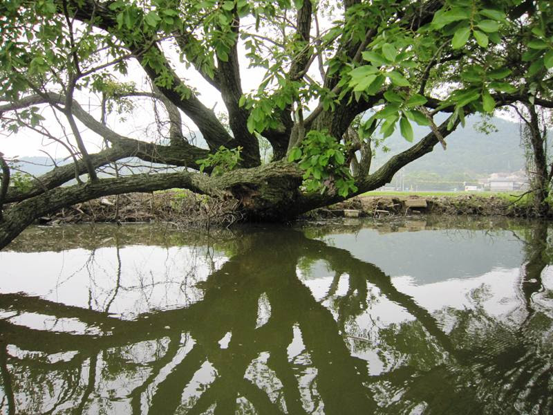 柳のヤナギと楊のヤナギ 洋洋日記