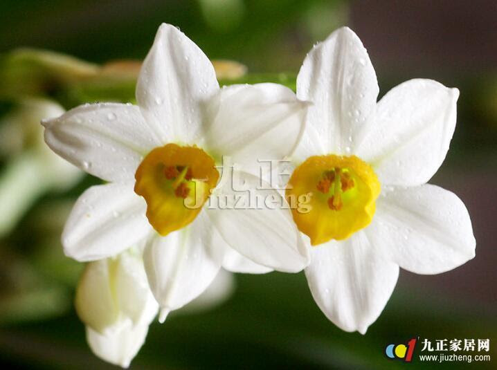 水仙花怎么养水仙花的作用 装修知识 九正家居网