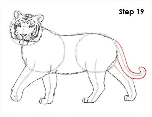 How to Draw a Tiger