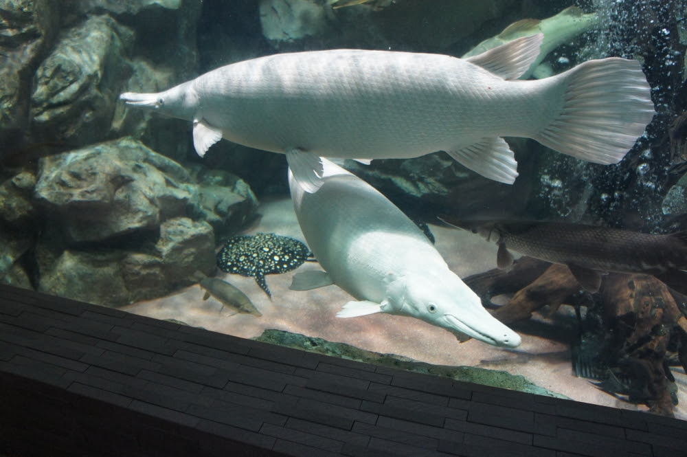 プラチナアリゲーターガー 古代魚クラブ播州連合