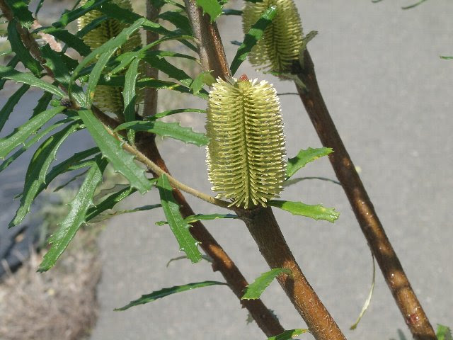 オーストラリア ウォールム バンクシア 花