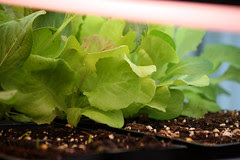 seedlings 018