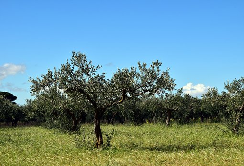 地植えのオリーブを大きくしない成長を止める方法とは オリーブの教科書